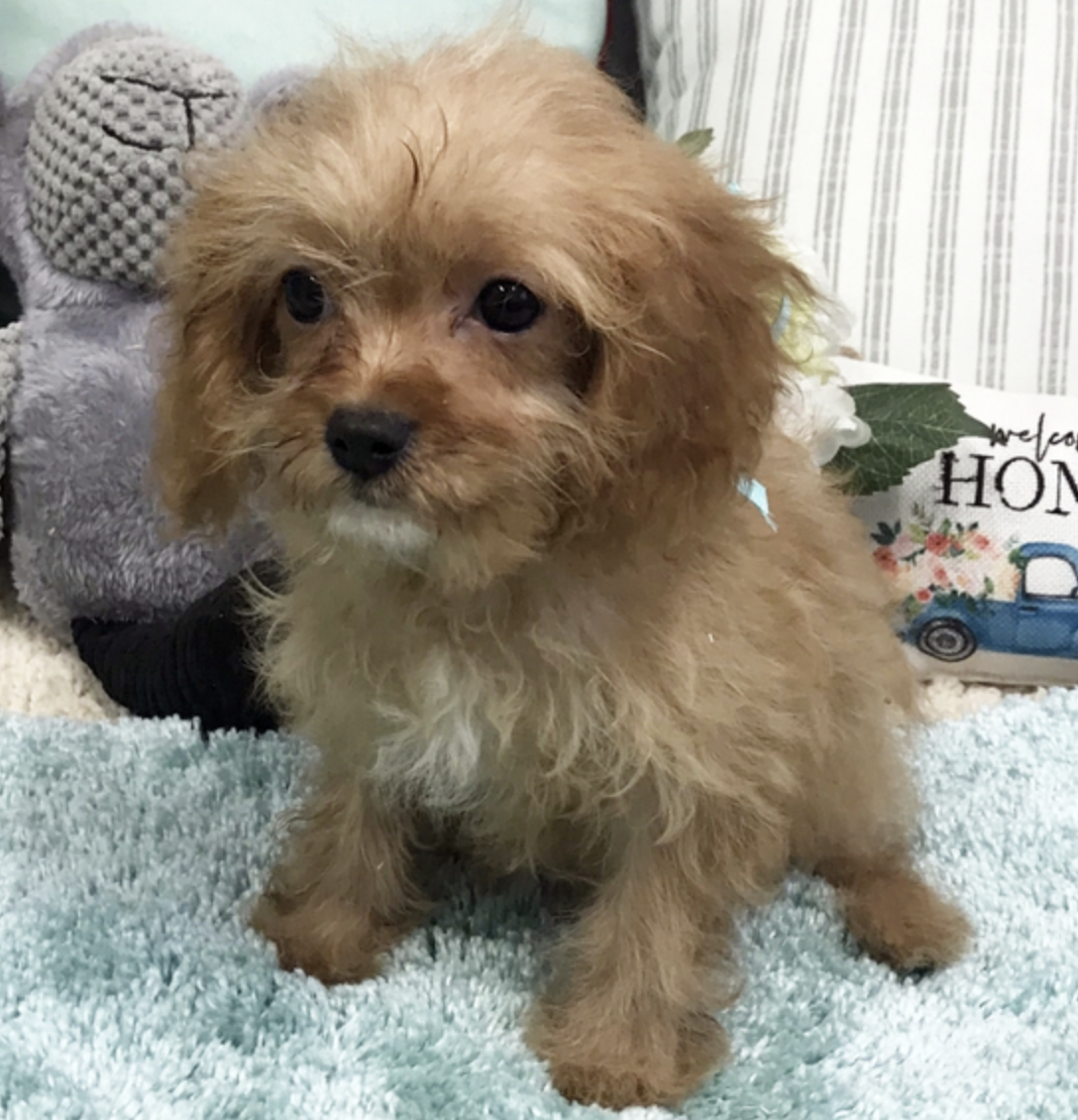 comprar cachorros sanos, baratos y asequibles para la venta